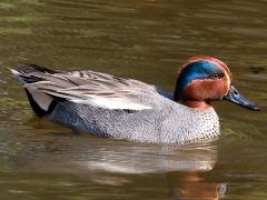 (Eurasian Green-winged Teal) male profile