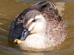 (Eastern Spot-billed Duck) bust