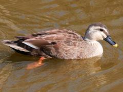 (Eastern Spot-billed Duck) lateral