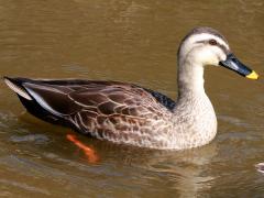 (Eastern Spot-billed Duck) profile