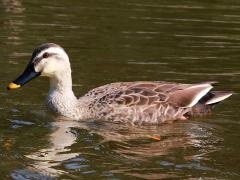 (Eastern Spot-billed Duck) swimming