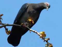 (Feral Pigeon) perching