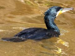 (Japanese Great Cormorant) rear