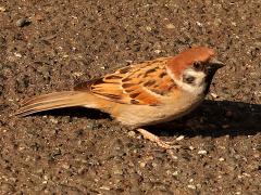 (Asian Tree Sparrow) profile