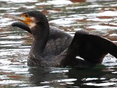 (Japanese Great Cormorant) profile