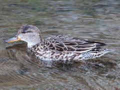 (Eurasian Green-winged Teal) female profile