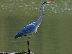 (Eastern Grey Heron) standing