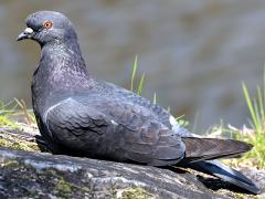 (Feral Pigeon) sitting