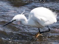 (Western Little Egret) stalks