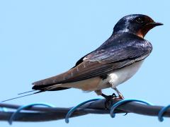 (Amur Barn Swallow) perching