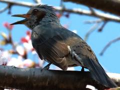 (Brown-eared Bulbul) singing