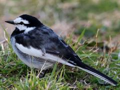 (Black-backed Wagtail) profile