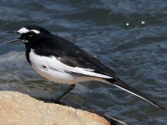 (Japanese Wagtail) calling
