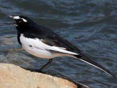 (Japanese Wagtail) singing