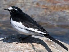 (Japanese Wagtail) standing