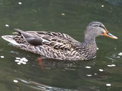 (Mallard) female