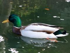 (Mallard) male