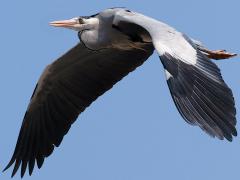 (Eastern Grey Heron) flapping downstroke