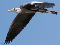 (Eastern Grey Heron) flying downstroke