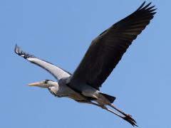 (Eastern Grey Heron) flying upstroke
