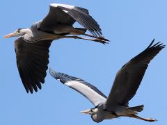 (Eastern Grey Heron) pair flying