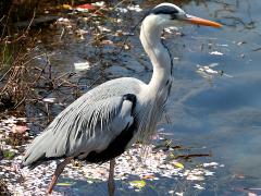 (Eastern Grey Heron) standing
