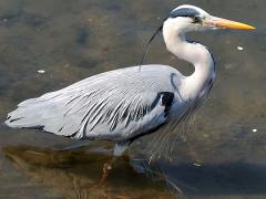 (Eastern Grey Heron) wading