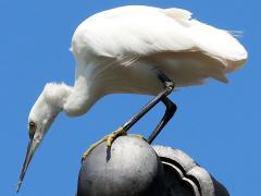 (Western Little Egret) forages
