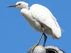 Japan nature photos 2026