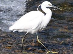 (Western Little Egret) wading