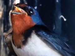 (Amur Barn Swallow) singing