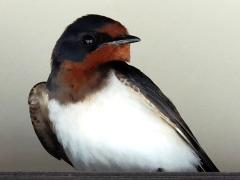 (Amur Barn Swallow) sitting