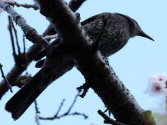 (Brown-eared Bulbul) perching