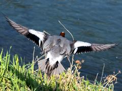 (Eurasian Wigeon) male dorsal