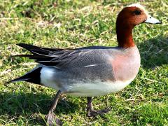 (Eurasian Wigeon) male profile