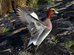 (Eurasian Wigeon) male takes off