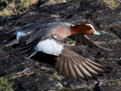 (Eurasian Wigeon) male winging downstroke