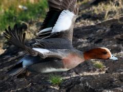 (Eurasian Wigeon) male wings upstroke