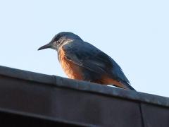 (Blue Rock-Thrush) sitting