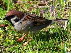 (Asian Tree Sparrow) profile