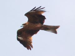 (Black Kite) soars