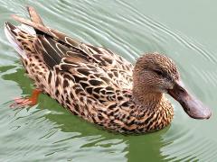(Northern Shoveler) female frontal
