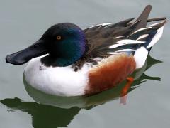 (Northern Shoveler) male frontal
