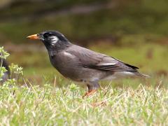 (White-cheeked Starling) profile
