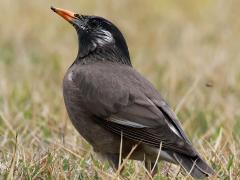 (White-cheeked Starling) rear