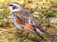 (Dusky Thrush) back