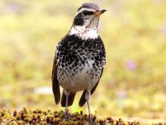 (Dusky Thrush) breast