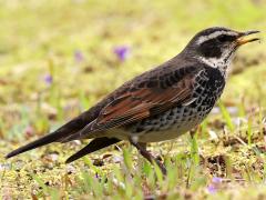 (Dusky Thrush) foraging
