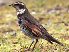 (Dusky Thrush) profile