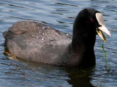 (Eurasian Coot) foraging